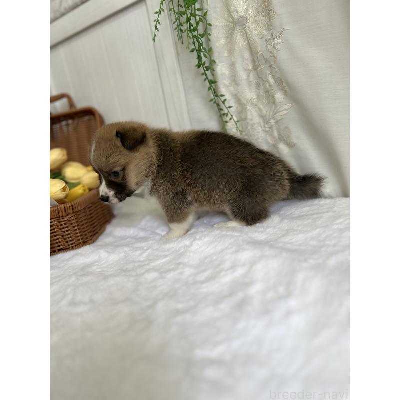 販売中の愛媛県のウェルシュコーギーペンブローク-442481の5枚目