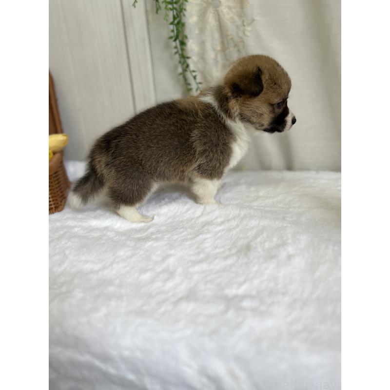 販売中の愛媛県のウェルシュコーギーペンブローク-442481の4枚目