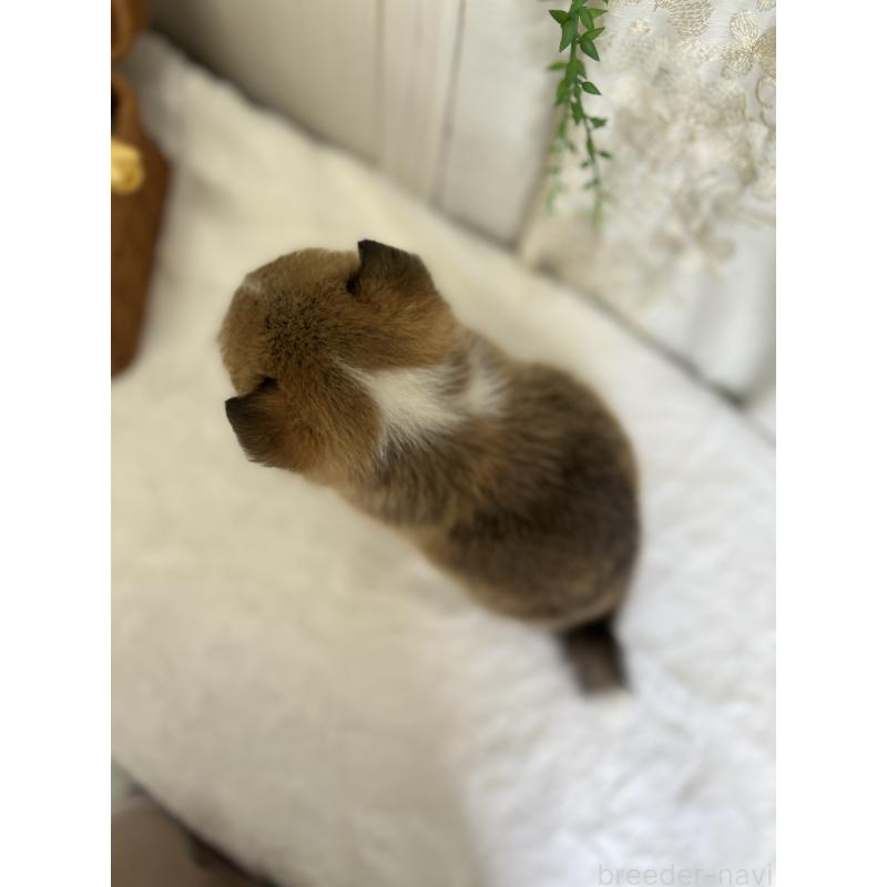 販売中の愛媛県のウェルシュコーギーペンブローク-442481の3枚目