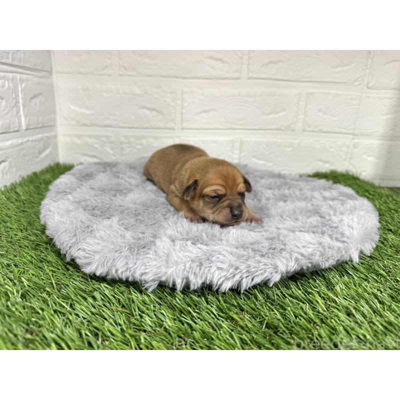 販売中の愛知県のミックス犬-440837の33枚目