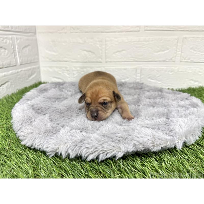 販売中の愛知県のミックス犬-440837の32枚目