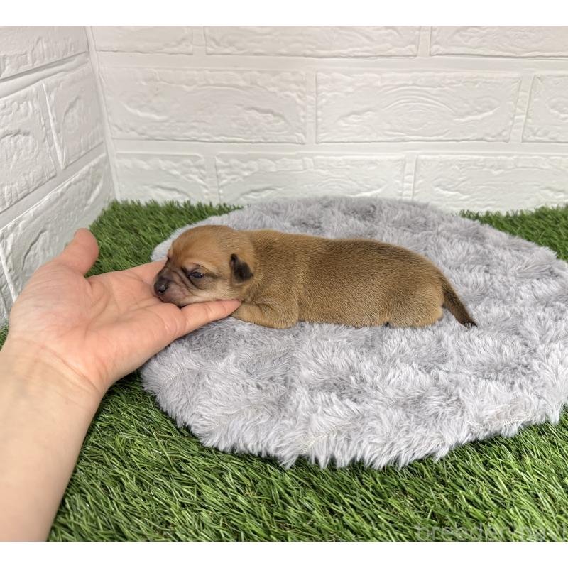 販売中の愛知県のミックス犬-440837の31枚目