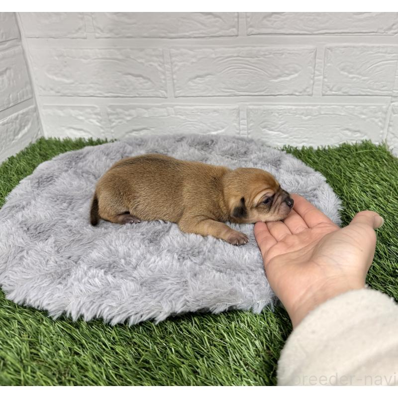 販売中の愛知県のミックス犬-440837の30枚目