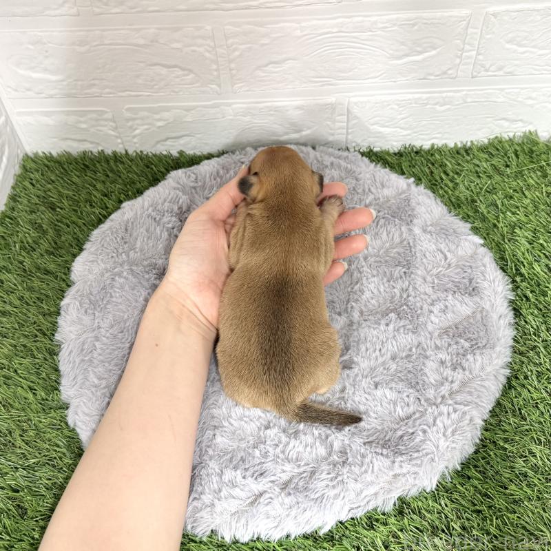 販売中の愛知県のミックス犬-440837の29枚目