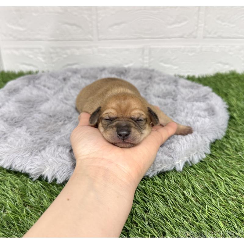 販売中の愛知県のミックス犬-440837の28枚目