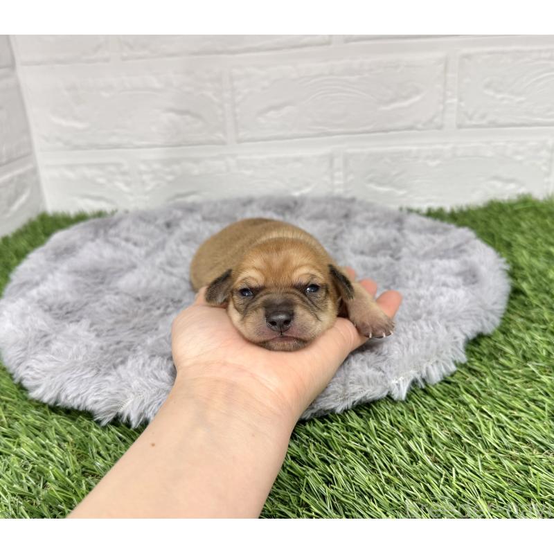 販売中の愛知県のミックス犬-440837の27枚目