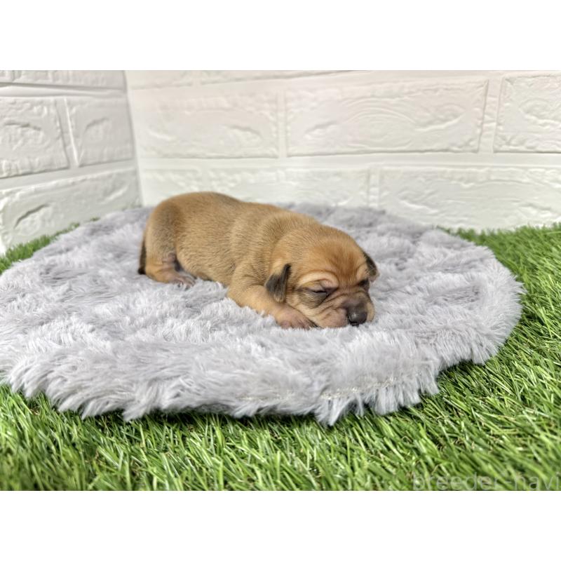 販売中の愛知県のミックス犬-440837の26枚目