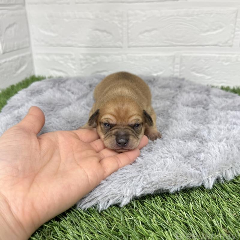 販売中の愛知県のミックス犬-440837の25枚目