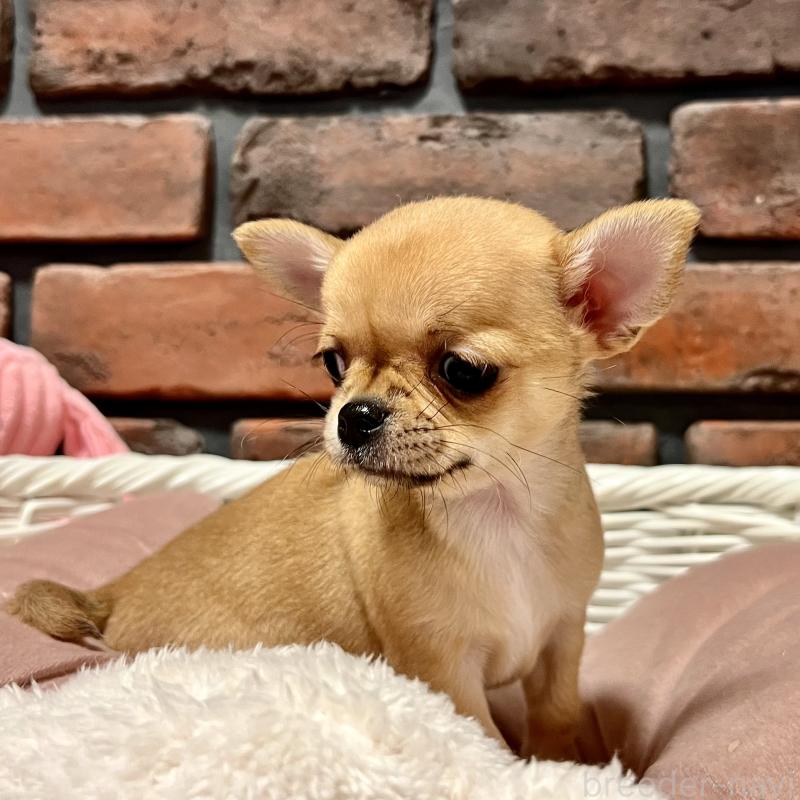 販売中の徳島県のチワワ(スムースコート)-441252の8枚目