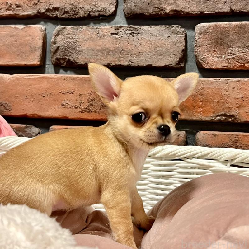 販売中の徳島県のチワワ(スムースコート)-441252の7枚目