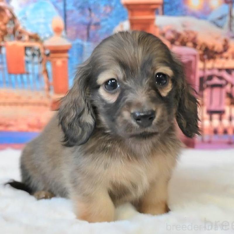 販売中の大阪府のミニチュアダックスフンド(ロングヘアード)-442482の9枚目