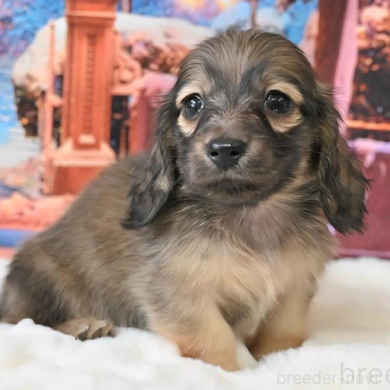 販売中の大阪府のミニチュアダックスフンド(ロングヘアード)-442482の8枚目