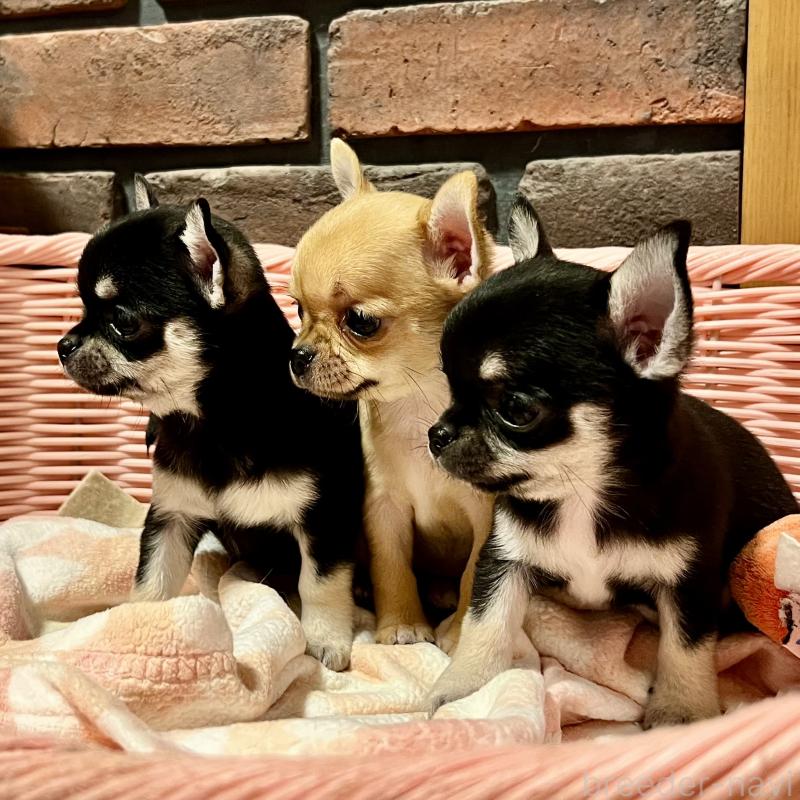 販売中の徳島県のチワワ(スムースコート)-441252の4枚目