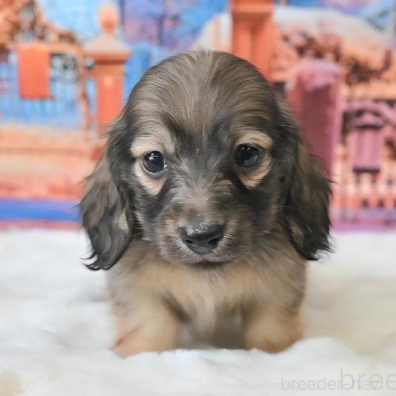 販売中の大阪府のミニチュアダックスフンド(ロングヘアード)-442482の7枚目