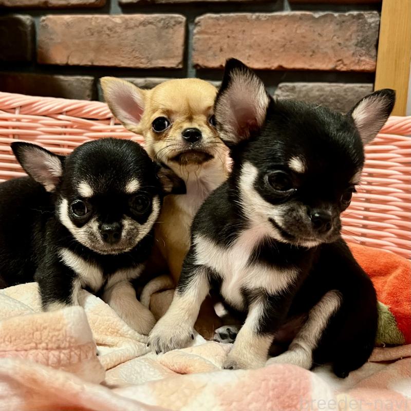 販売中の徳島県のチワワ(スムースコート)-441252の3枚目