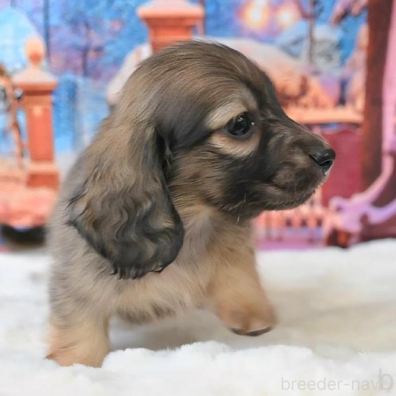 販売中の大阪府のミニチュアダックスフンド(ロングヘアード)-442482の6枚目