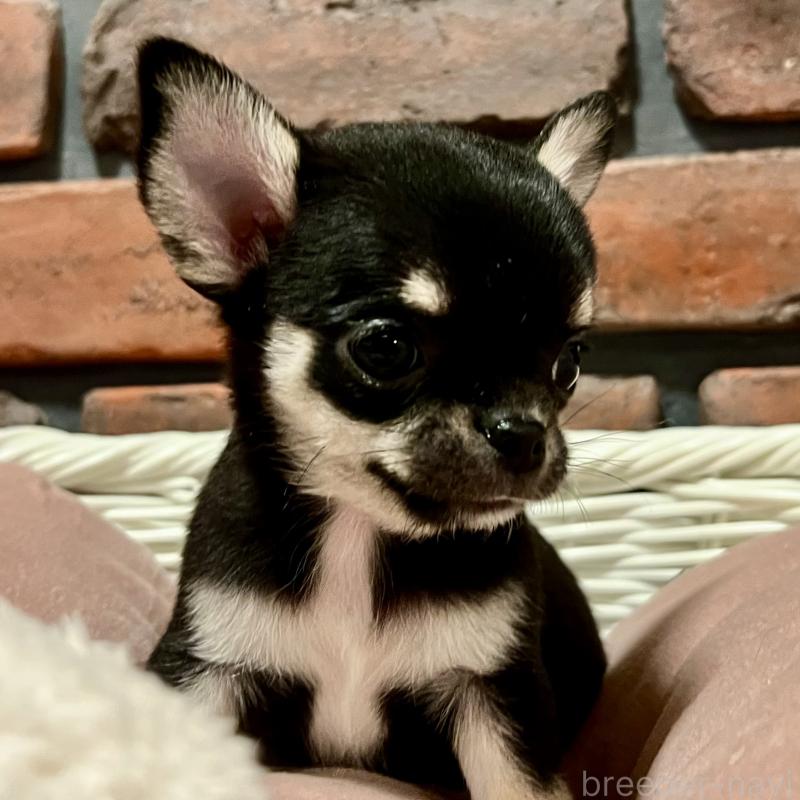 販売中の徳島県のチワワ(スムースコート)-441249の8枚目