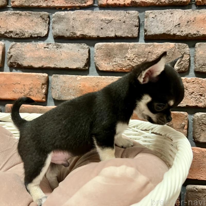 販売中の徳島県のチワワ(スムースコート)-441249の7枚目