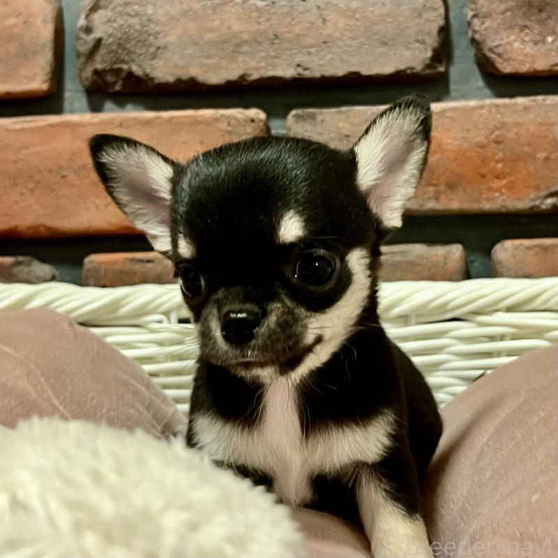 販売中の徳島県のチワワ(スムースコート)-441249の6枚目