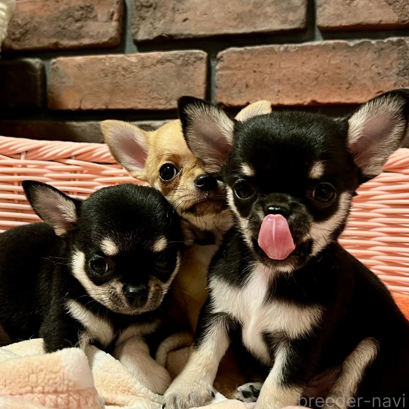 販売中の徳島県のチワワ(スムースコート)-441249の5枚目