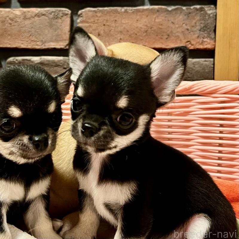 販売中の徳島県のチワワ(スムースコート)-441249の4枚目