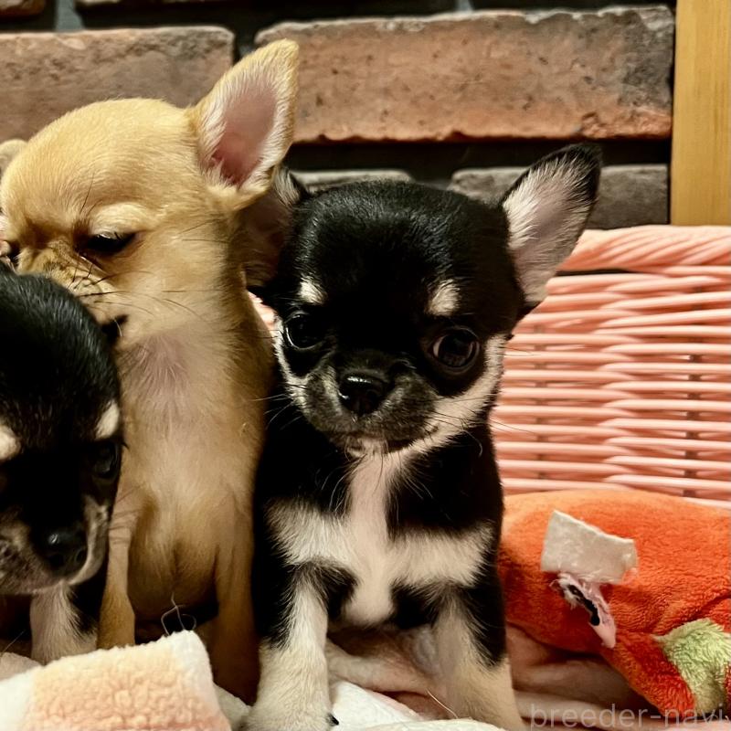 販売中の徳島県のチワワ(スムースコート)-441249の3枚目