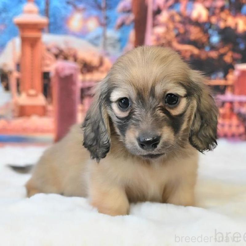 販売中の大阪府のミニチュアダックスフンド(ロングヘアード)-442483の5枚目