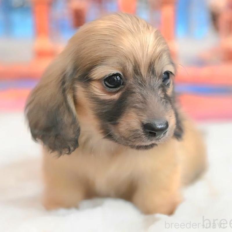 販売中の大阪府のミニチュアダックスフンド(ロングヘアード)-442483の4枚目