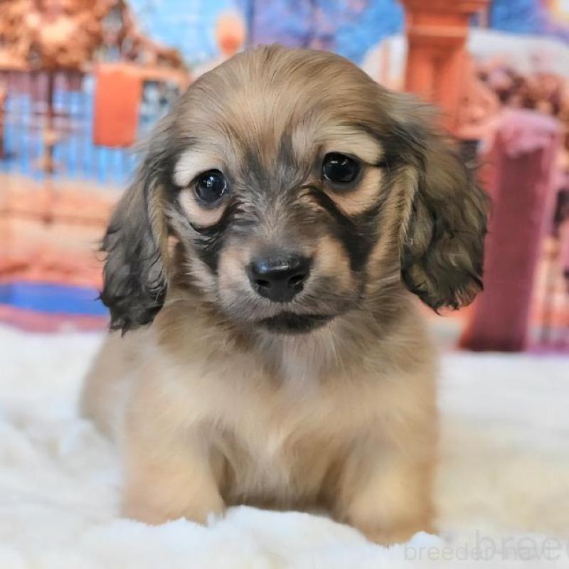 販売中の大阪府のミニチュアダックスフンド(ロングヘアード)-442483の3枚目