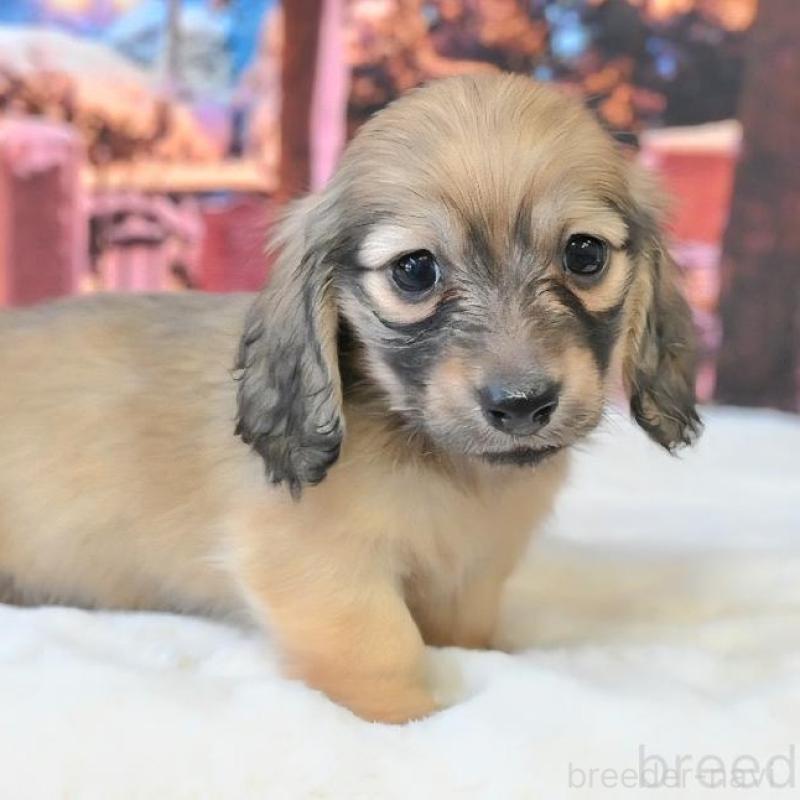 販売中の大阪府のミニチュアダックスフンド(ロングヘアード)-442483