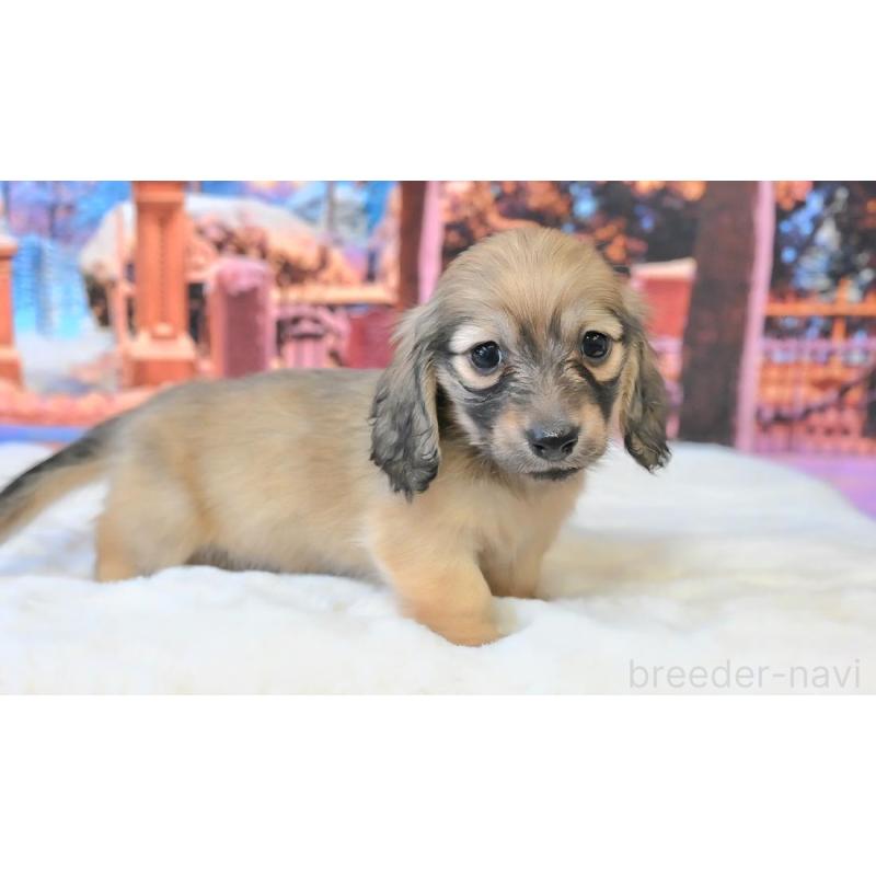 販売中の大阪府のミニチュアダックスフンド(ロングヘアード)-442483の2枚目