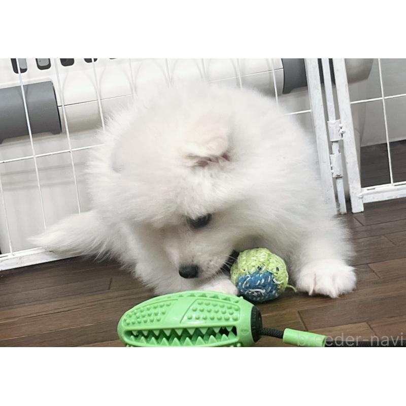 販売中の東京都のサモエド-442484の9枚目