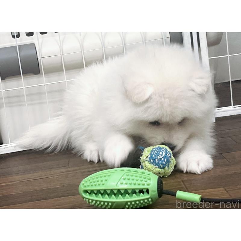 販売中の東京都のサモエド-442484の8枚目