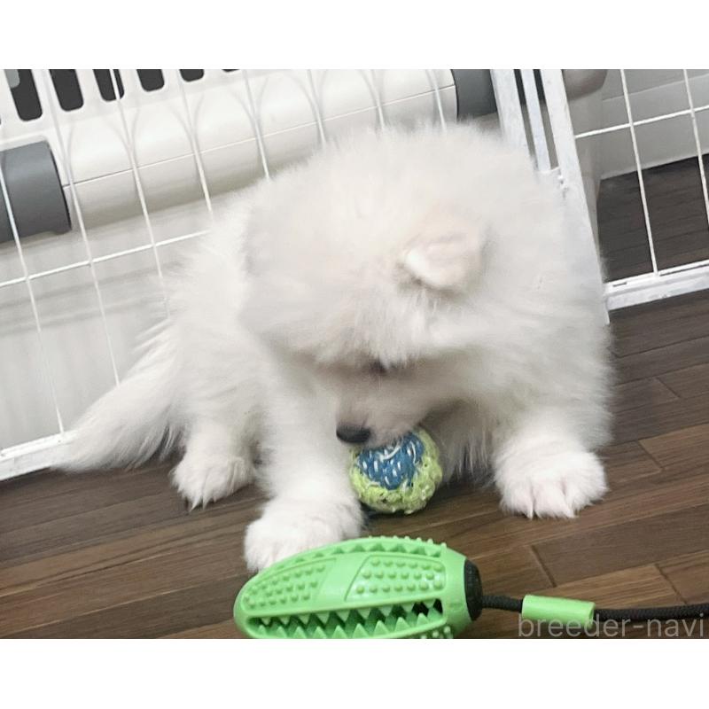 販売中の東京都のサモエド-442484の7枚目