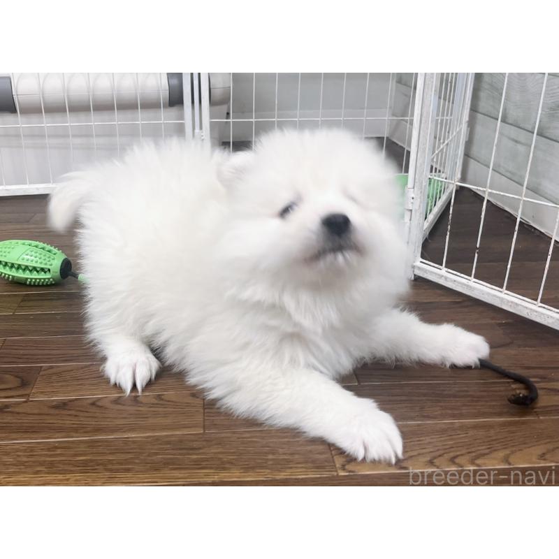 販売中の東京都のサモエド-442484の6枚目