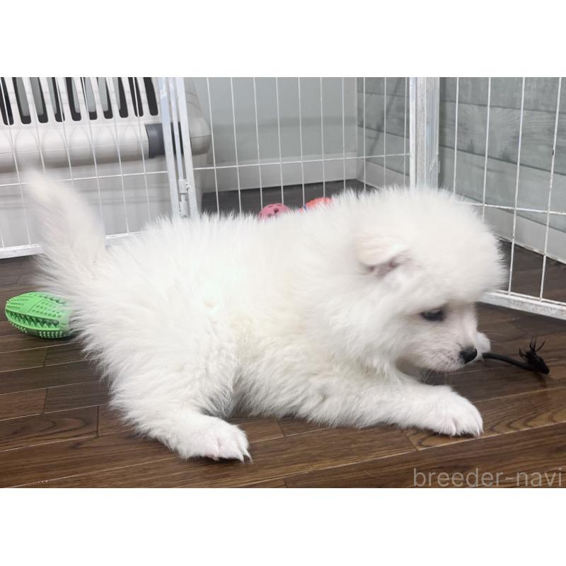 販売中の東京都のサモエド-442484の5枚目