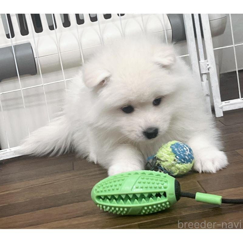 販売中の東京都のサモエド-442484の4枚目