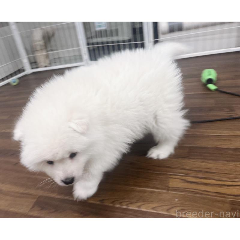 販売中の東京都のサモエド-442484の3枚目