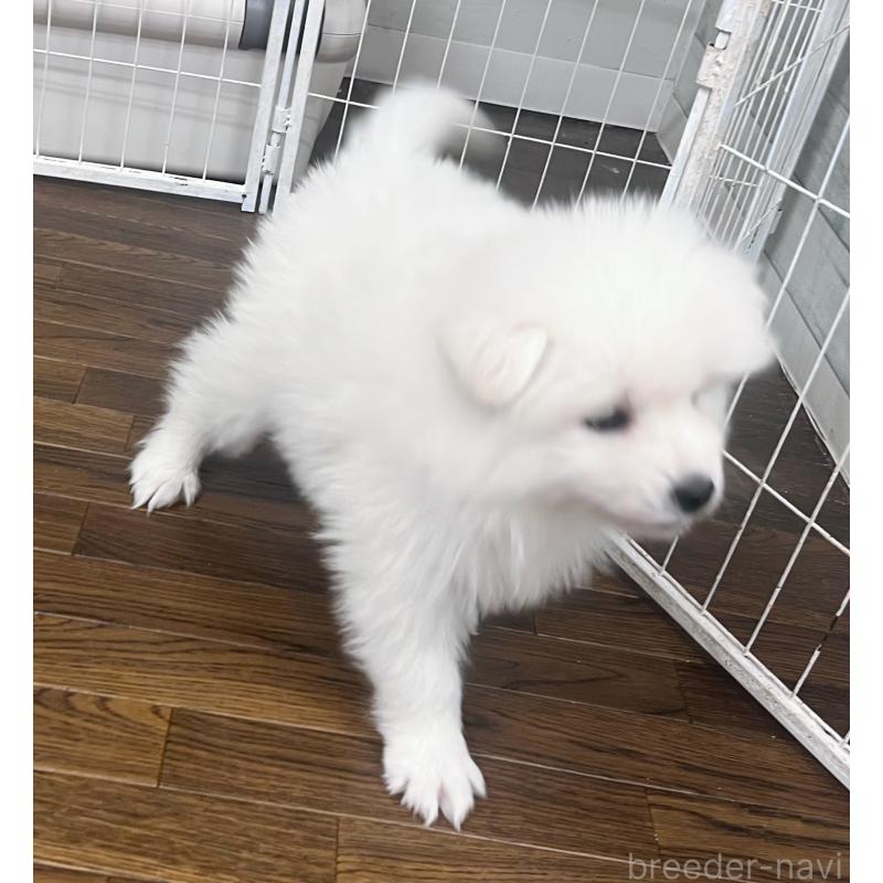 販売中の東京都のサモエド-442484の2枚目