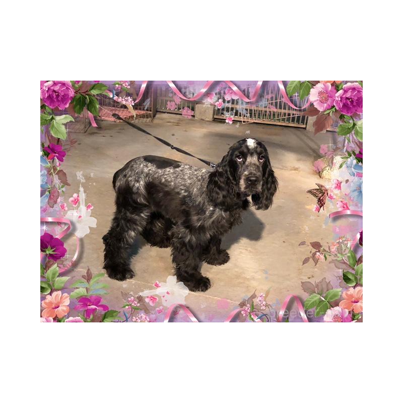 販売中の山口県のイングリッシュコッカースパニエル-409838の7枚目