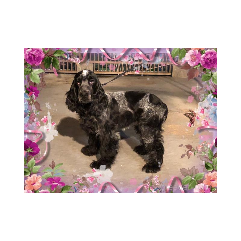 販売中の山口県のイングリッシュコッカースパニエル-409838の5枚目