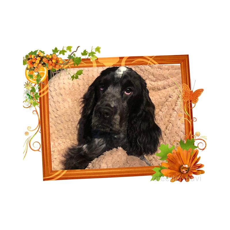 販売中の山口県のイングリッシュコッカースパニエル-409838の4枚目