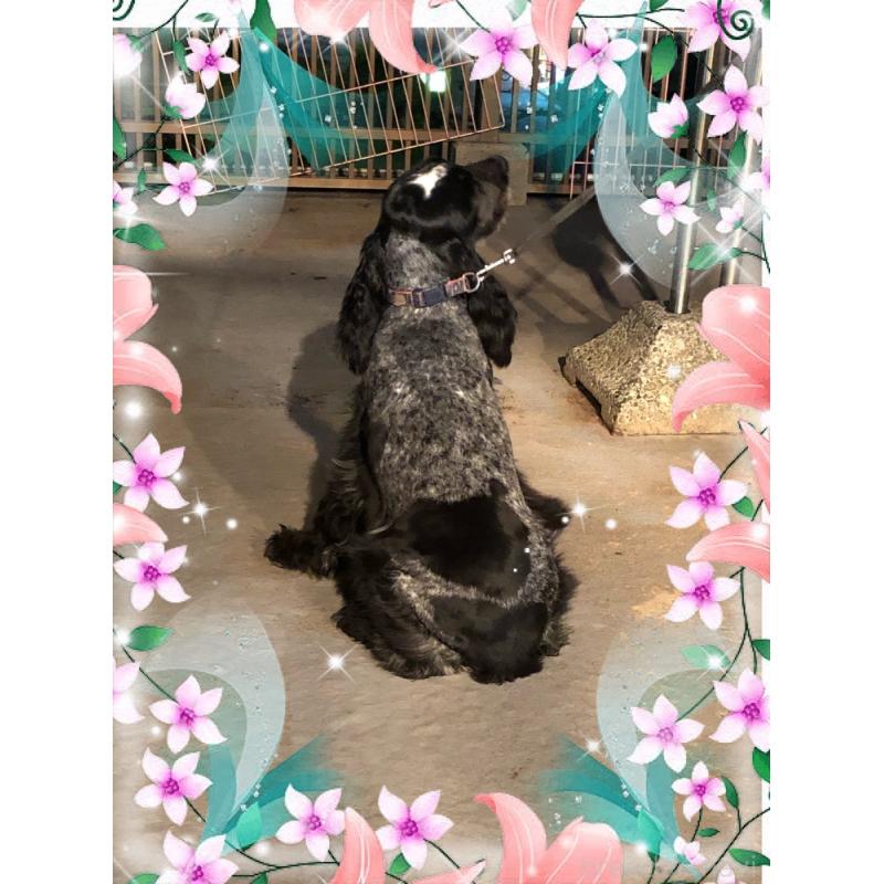 販売中の山口県のイングリッシュコッカースパニエル-409838の3枚目