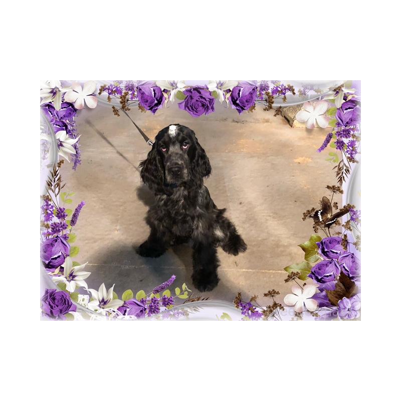 販売中の山口県のイングリッシュコッカースパニエル-409838の2枚目