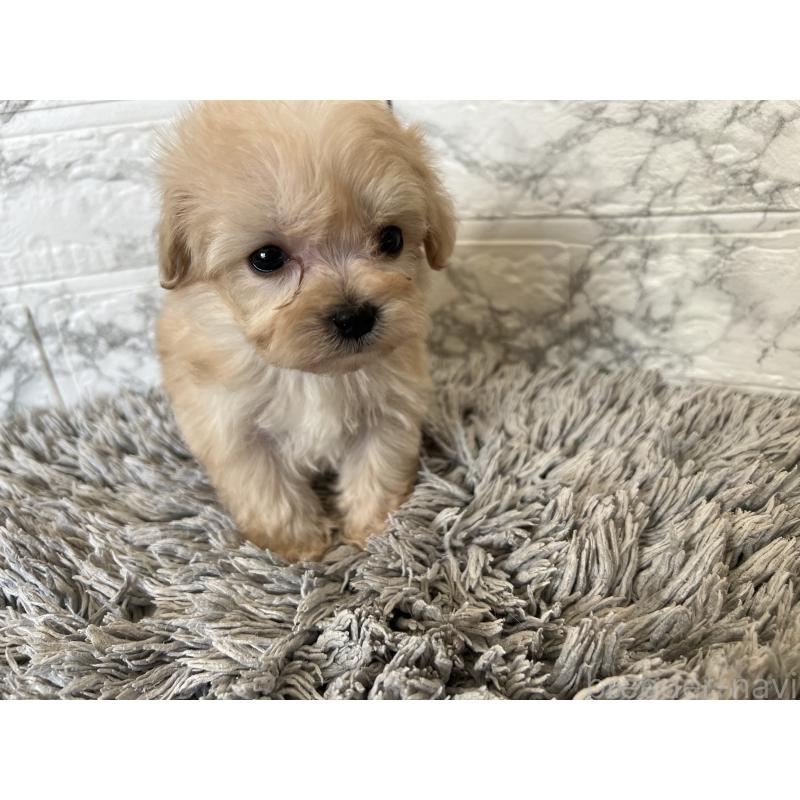 販売中の三重県のマルプー:マルチーズ×トイプードル-433441の9枚目