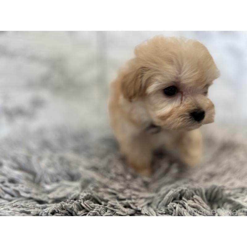 販売中の三重県のマルプー:マルチーズ×トイプードル-433441の8枚目