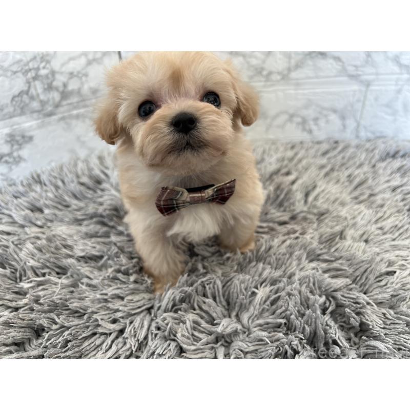 販売中の三重県のマルプー:マルチーズ×トイプードル-433441の7枚目