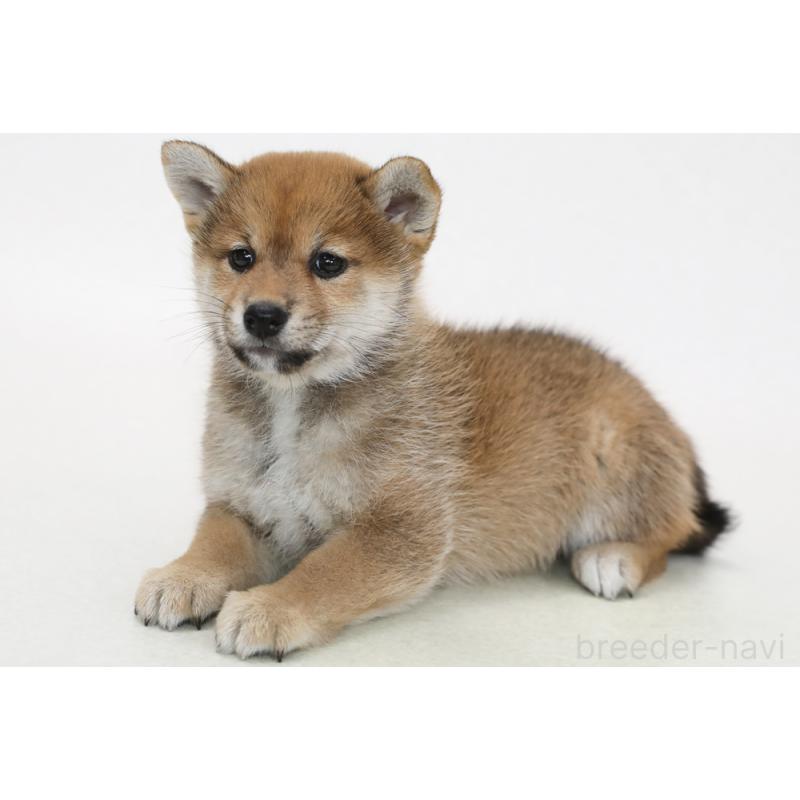 販売中の神奈川県の柴犬-438253