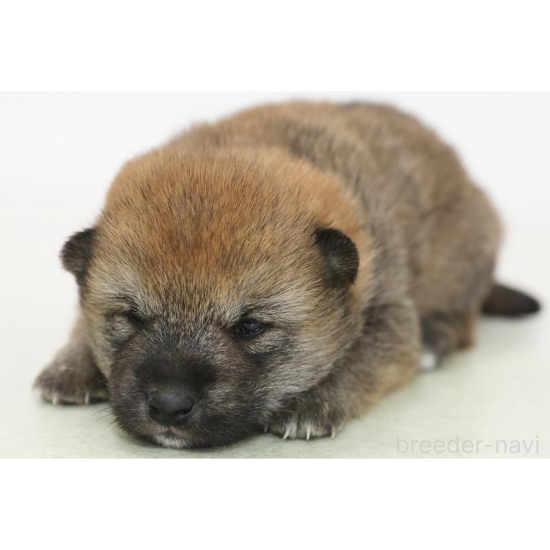 販売中の神奈川県の柴犬-442487