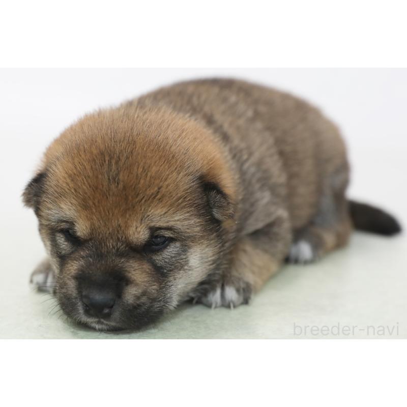 販売中の神奈川県の柴犬-442488の1枚目